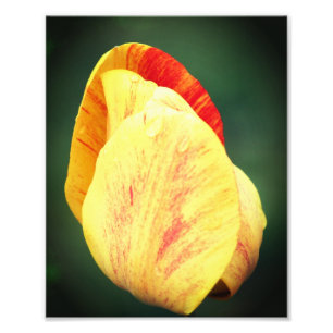 Tulip Flower Petals med Raindrops på nära 8 x 10 Fototryck