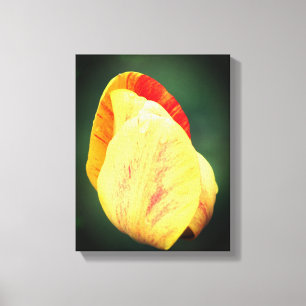 Tulip Flower Petals with Raindrots Close Up Canvastryck