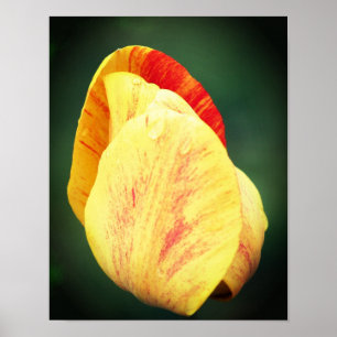 Tulip Flower Petals with Raindrots Close Up Poster