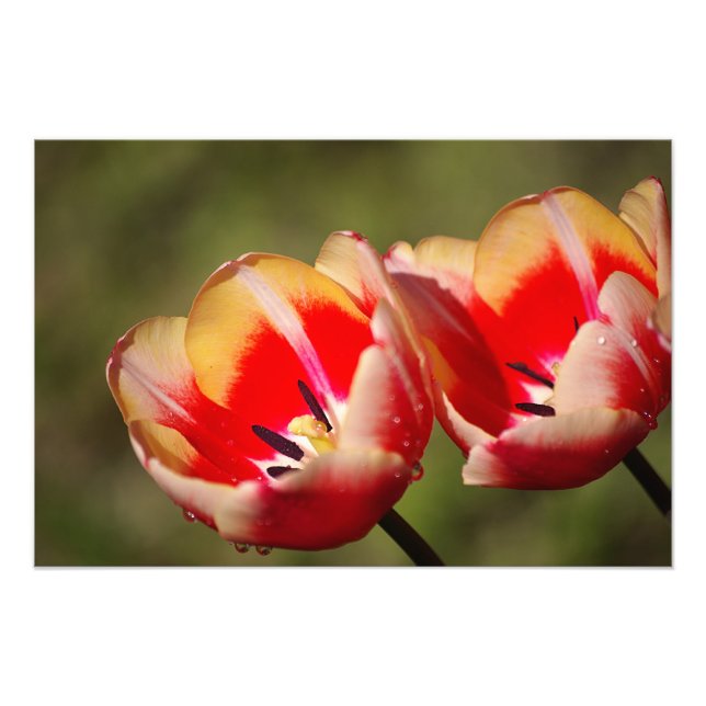 Tulip Flower Photo Fototryck (Framsidan)