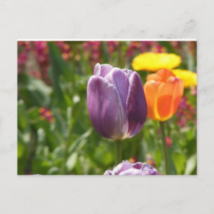 Tulip Flower Vykort