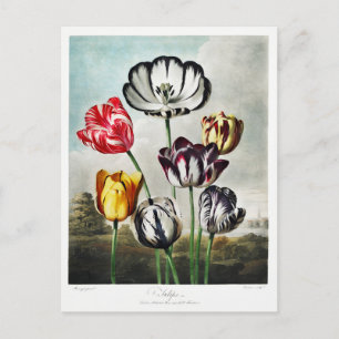 Tulip Flowers Artwork Helg Vykort