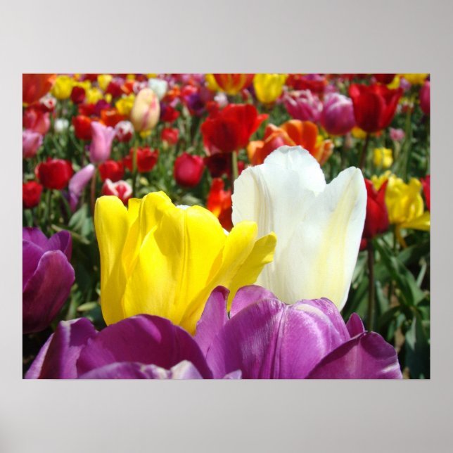 Tulip Flowers Fine Art Prints Tulips Festival Poster (Framsidan)