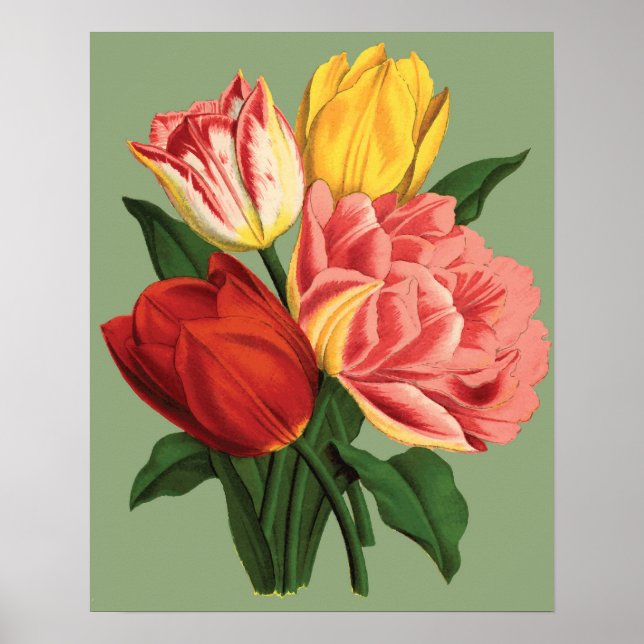 Tulip Flowers Poster (Framsidan)