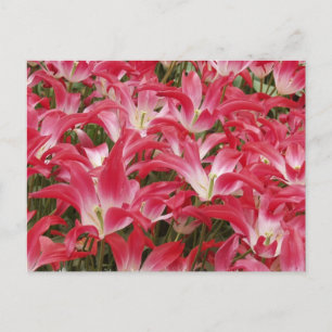 Tulip Foton - vykort