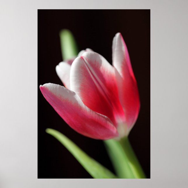 Tulip fredligt poster (Framsidan)