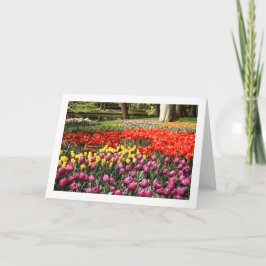 Tulip Galore-mappat tomt gratulationskort Kort
