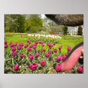 Tulip Garden genom Hund mun Poster