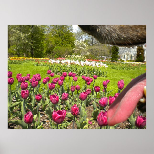 Tulip Garden genom Hund mun Poster (Framsidan)