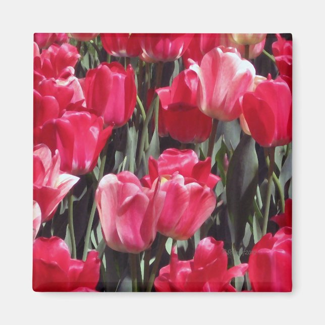 Tulip Garden Magnet (Framsidan)