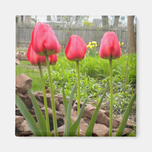 Tulip Garden magnet (Framsidan)