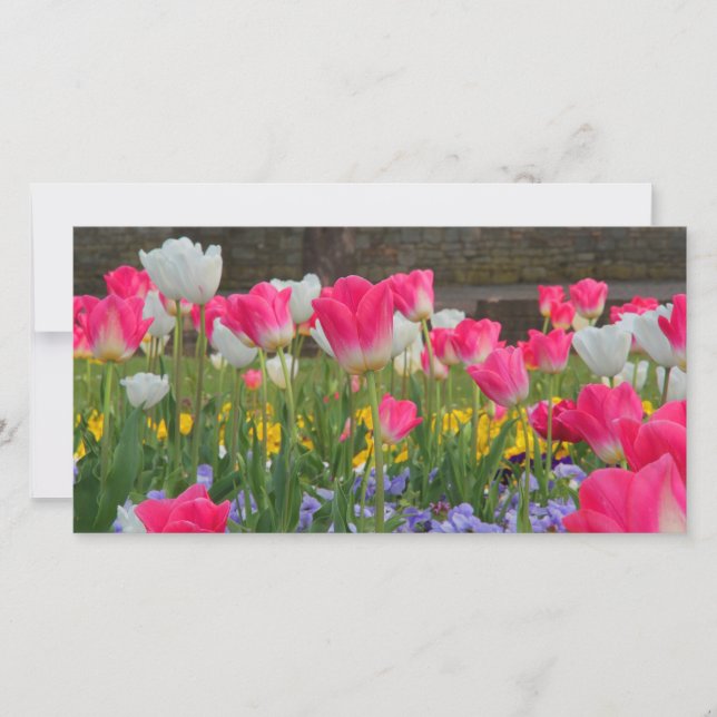 Tulip Garden Photocard (Framsida)
