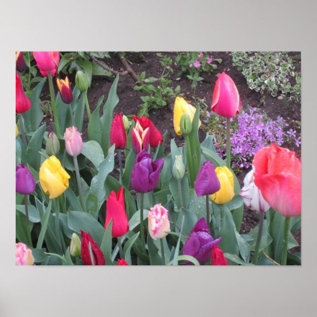 Tulip Garden Poster (Framsidan)
