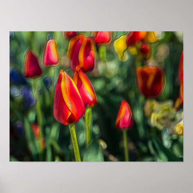 Tulip Garden Texturerad Poster (Framsidan)