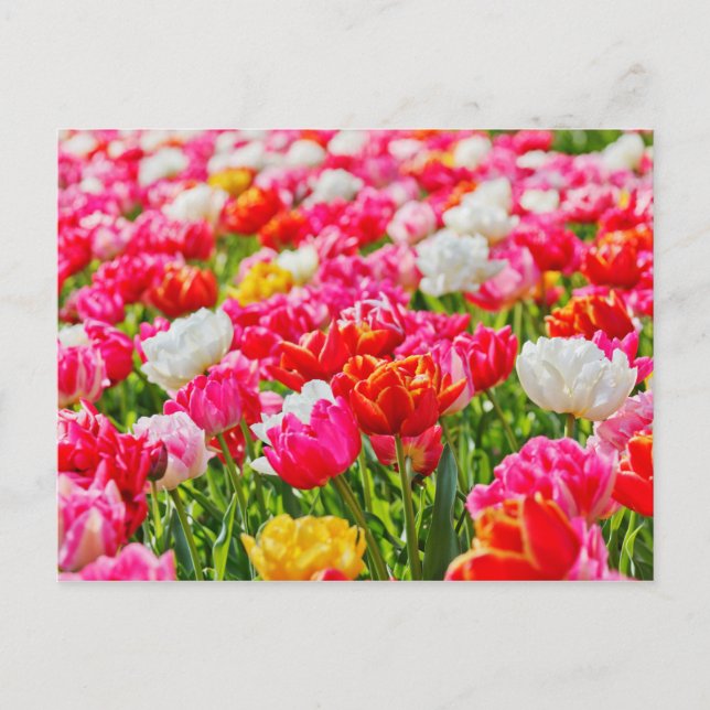 Tulip Garden Vykort (Framsida)