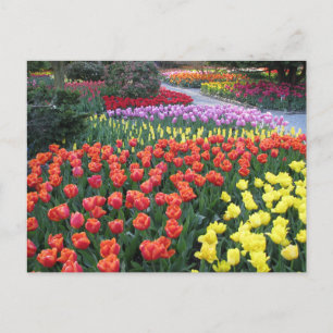 Tulip Gardens Vykort