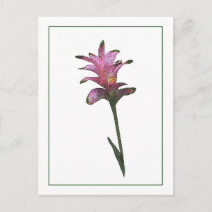 Tulip Ginger Botanical Photo Sketch Postcard Vykort