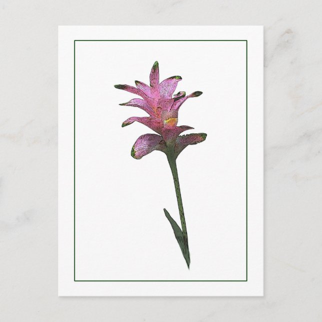 Tulip Ginger Botanical Photo Sketch Postcard Vykort (Framsida)