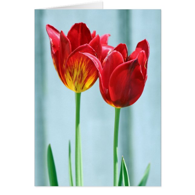 Tulip Greeting Card Hälsningskort (Framsidan)