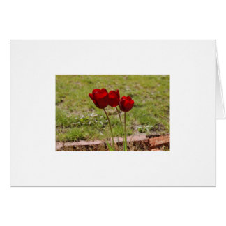 tulip hälsningskort