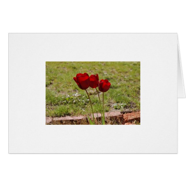 tulip hälsningskort (Framsidan Horizontal)