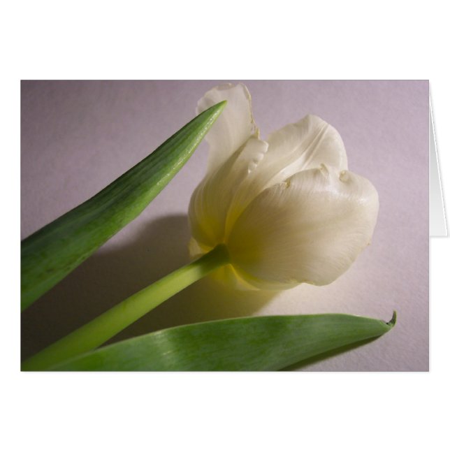 Tulip Hälsningskort (Framsidan Horizontal)