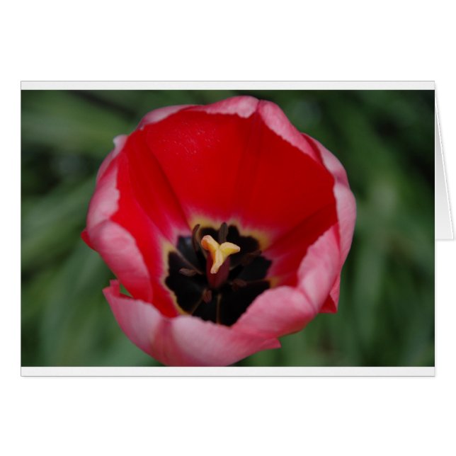 Tulip Hälsningskort (Framsidan Horizontal)