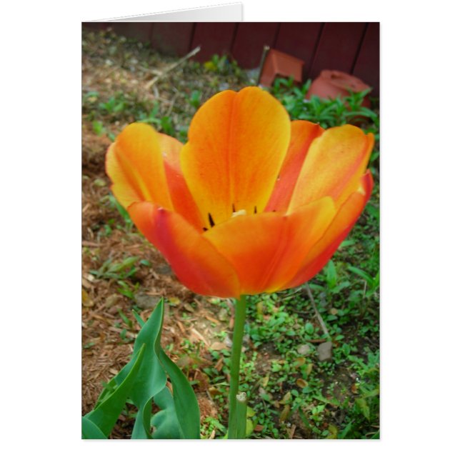 Tulip Hälsningskort (Framsidan)