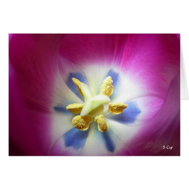 Tulip Heart, S Cyr Hälsningskort (Framsidan Horizontal)