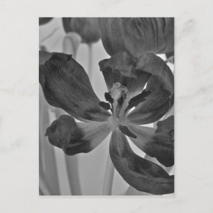 Tulip i svartvitt vykort