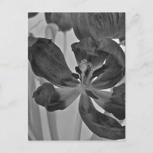 Tulip i svartvitt vykort (Framsida)