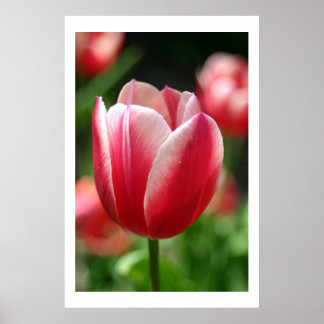 Tulip i vår poster
