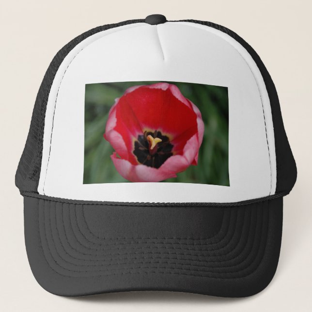 Tulip Keps (Framsida)