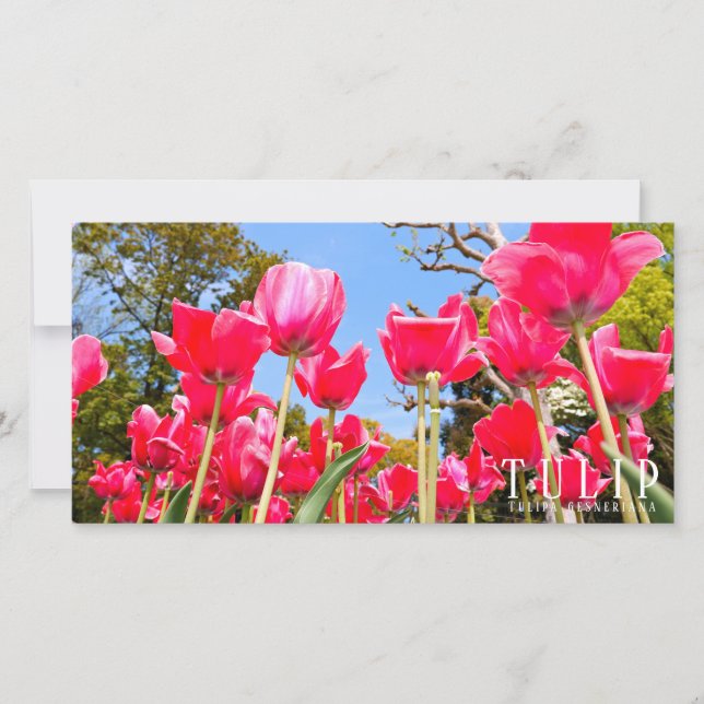 Tulip Kort (Framsida)