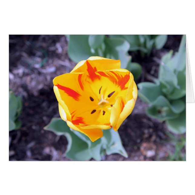 Tulip-kort Hälsningskort (Framsidan Horizontal)