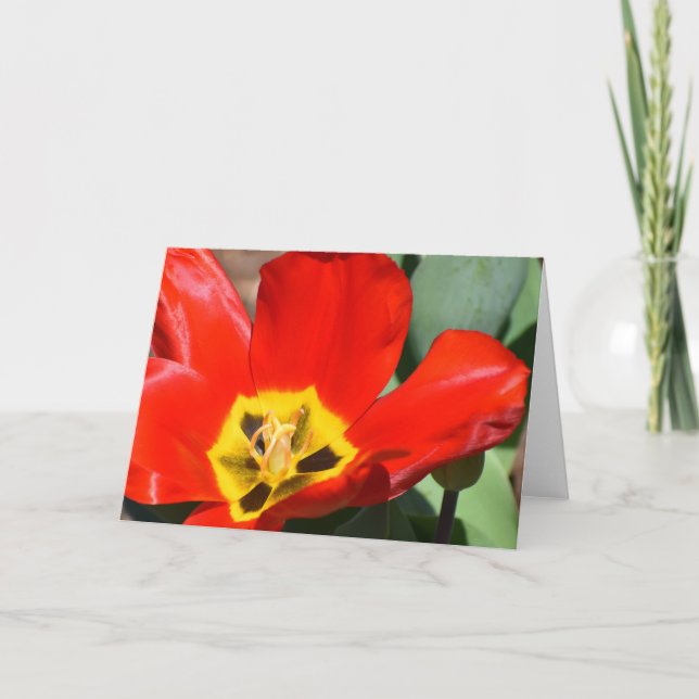 Tulip-kort Kort (Framsida)