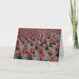 Tulip-kort Kort