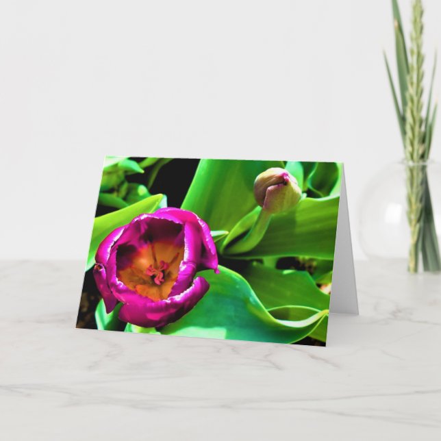 Tulip-kort Kort (Framsida)