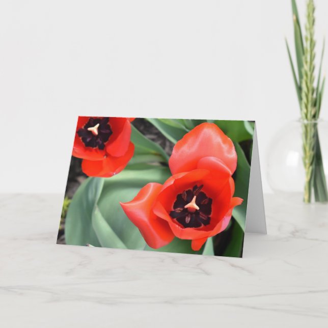 Tulip-kort Kort (Framsida)