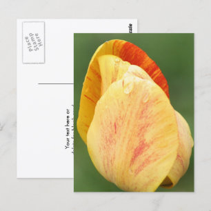 Tulip Kronblad Blomma Fotografi Personlig Vykort