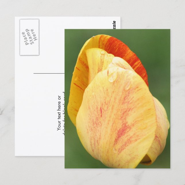 Tulip Kronblad Blomma Fotografi Personlig Vykort (Fram/baksida)
