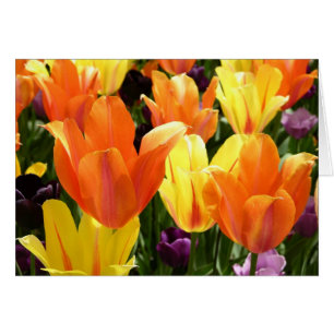 Tulip Lökar Hälsningskort