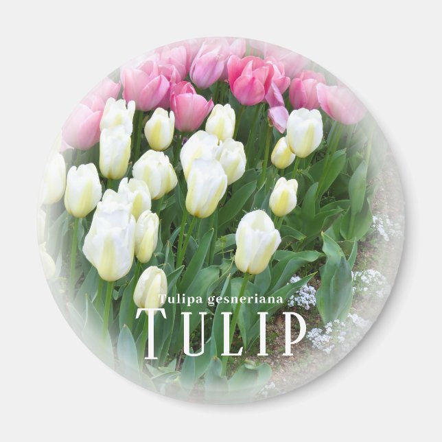 Tulip Magnet (Framsidan)
