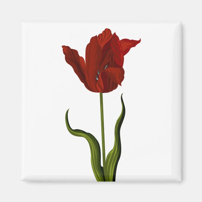 Tulip Magnet (Framsidan)