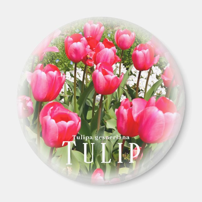 Tulip Magnet (Framsidan)