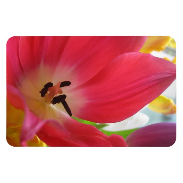Tulip Magnet (Horisontell)