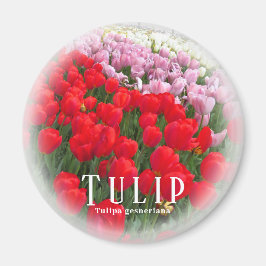 Tulip Magnet