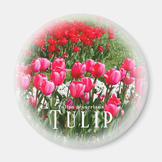 Tulip Magnet (Framsidan)
