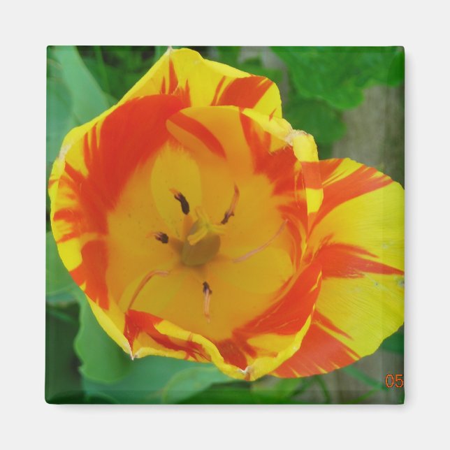 Tulip-magnet Magnet (Framsidan)