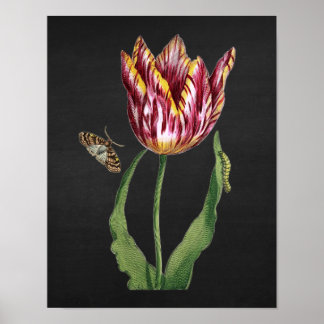Tulip med svart bakgrundsbild i färgkort, 1.1 poster